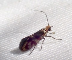 Micropterix tunbergella