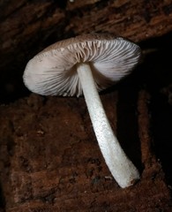 Pluteus podospileus