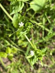 Stellaria neglecta
