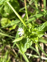 Stellaria neglecta
