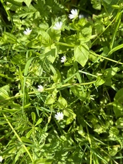 Stellaria neglecta