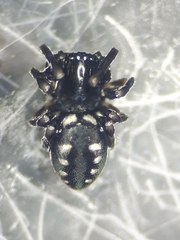 Nurscia albomaculata