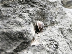 Pseudiberus tectumsinense tectumsinense