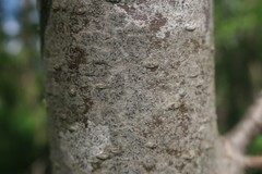 Pseudoschismatomma rufescens