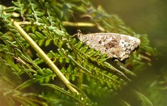 Praepedaliodes phanias