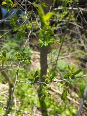 Ulmus minor