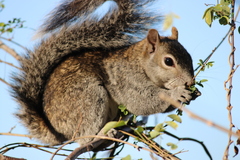 Sciurus colliaei