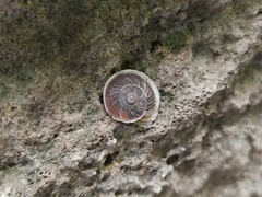 Pseudiberus tectumsinense tectumsinense