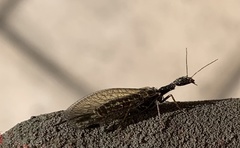 Phaeostigma