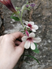 Rehmannia glutinosa