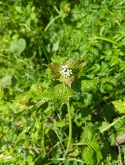 Alliaria petiolata