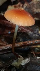 Marasmius sullivantii