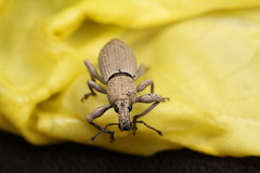 Geonemus flabellipes