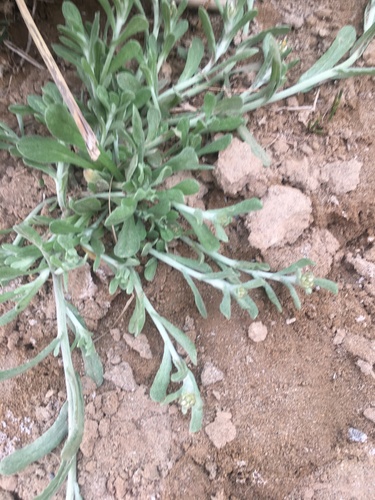 Jersey Cudweed