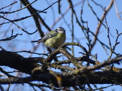 Cyanistes caeruleus