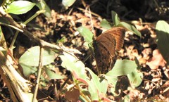 Praepedaliodes phanias