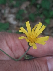 Hieracium bifidum