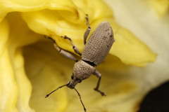 Geonemus flabellipes