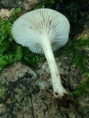 Clitocybe americana