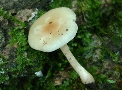 Clitocybe americana