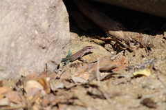 Aspidoscelis lineattissimus