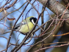 Parus major