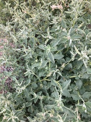 Atriplex suberecta
