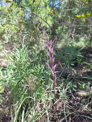 Limodorum trabutianum