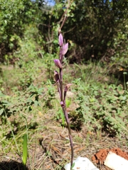 Limodorum trabutianum