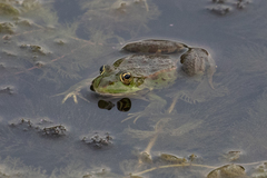 Pelophylax kurtmuelleri