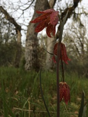Fritillaria gentneri