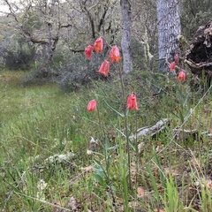 Fritillaria gentneri