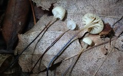 Mycena albiceps