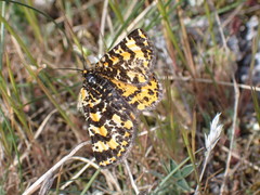 Eurranthis plummistaria