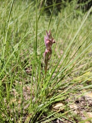 Serapias strictiflora