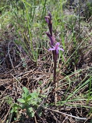 Limodorum trabutianum