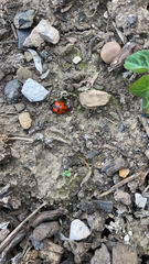 Coccinella septempunctata