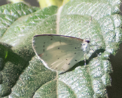 Udara akasa