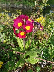 Primula × polyantha