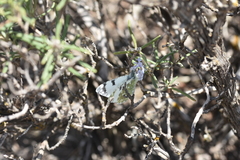 Euchloe tagis