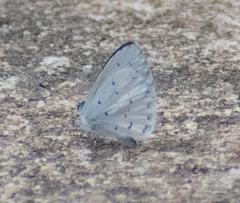 Udara akasa