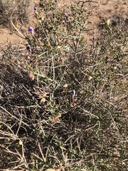 Scutellaria mexicana
