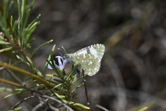 Euchloe tagis