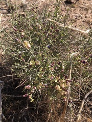 Scutellaria mexicana