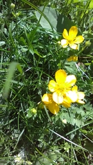 Ranunculus repens