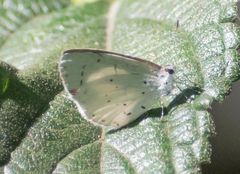Udara akasa