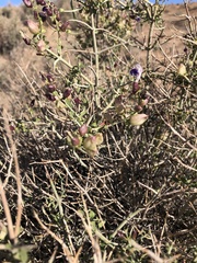 Scutellaria mexicana