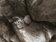 Pseudiberus tectumsinense anderssoni