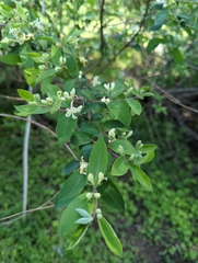 Lonicera morrowii