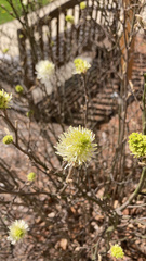 Fothergilla gardenii